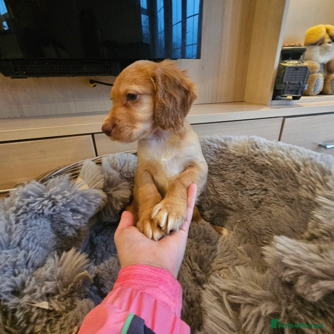 Cocker Spaniel dogs for sale: Roan Working Type Cocker Spaniels - Advert 28