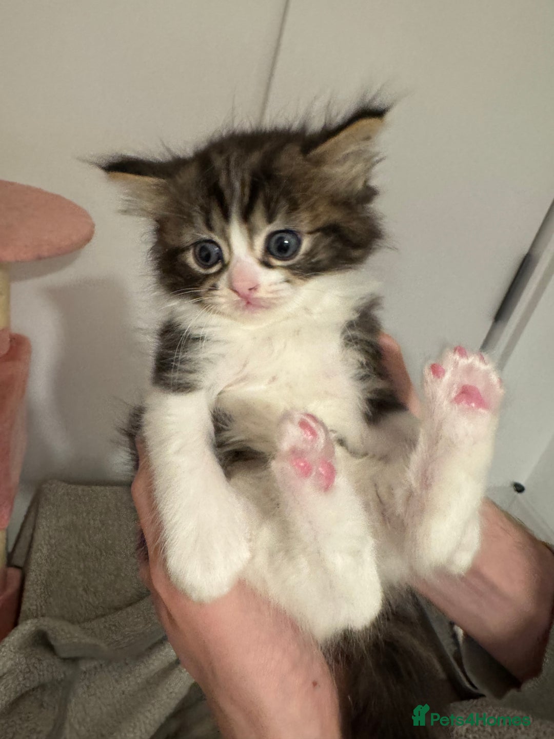 Ragdoll cats for sale: 5 beautiful kittens, 3/4 ragdoll 1/4 tabby - Advert 18