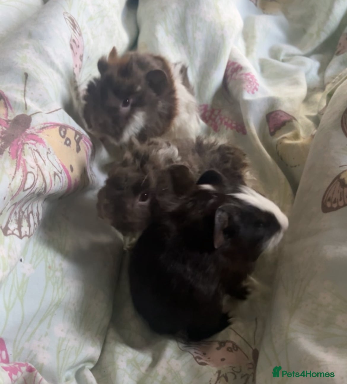 Guinea Pig rodents 3 male guinea pigs for sale  - Advert 13
