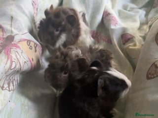 Guinea Pig rodents 3 male guinea pigs for sale - Advert 1