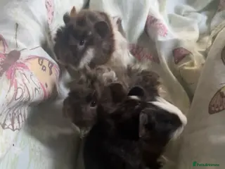 Guinea Pig rodents 3 male guinea pigs for sale - Advert 23