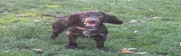 Cocker Spaniel dogs for sale: Female 2yr cocker spaniel - Advert 3