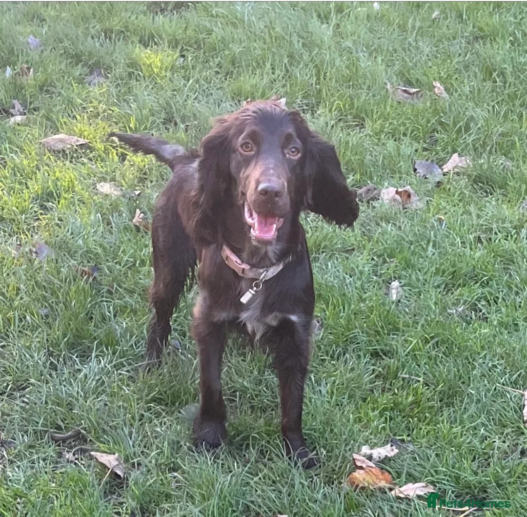 Cocker Spaniel dogs for sale: Female 2yr cocker spaniel - Advert 3