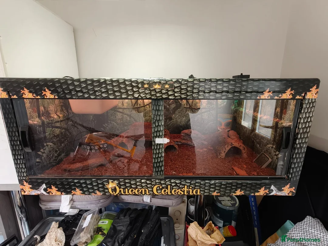 Toad reptiles for sale: Giant Suriname Marine Toad with Set Up - Advert 12