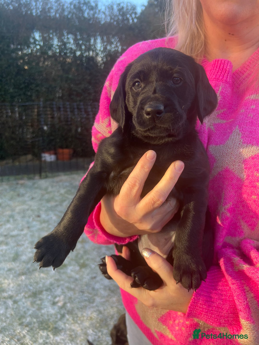 Mixed Breed dogs for sale: Adorable Sheeprador Pups Ready for Forever Homes! - Advert 15