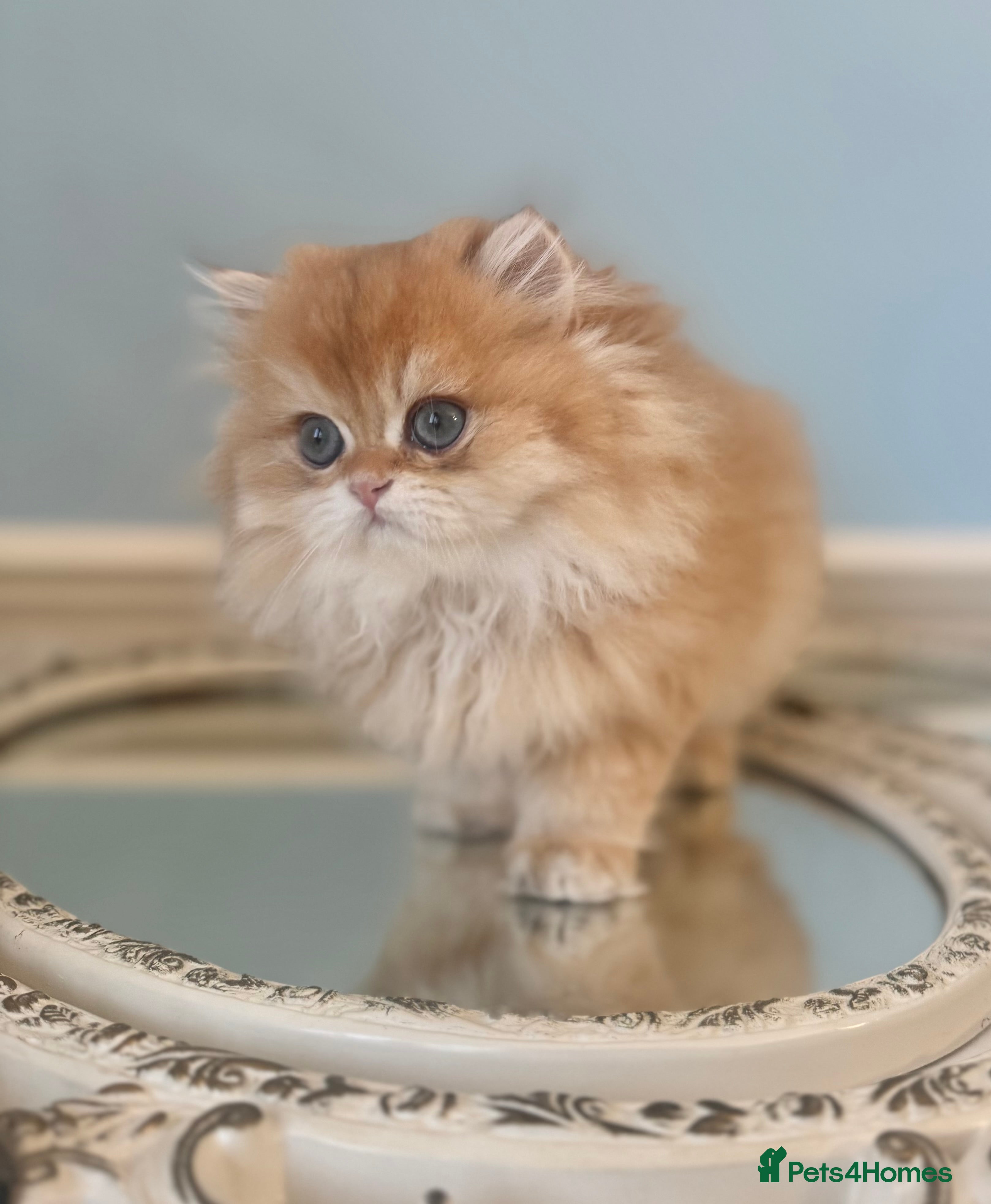 British Longhair cats ✨ Exquisite Golden Longhair Kitten ✨ - Advert 1