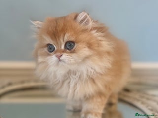 British Longhair cats ✨ Exquisite Golden Longhair Kitten ✨ - Advert 1