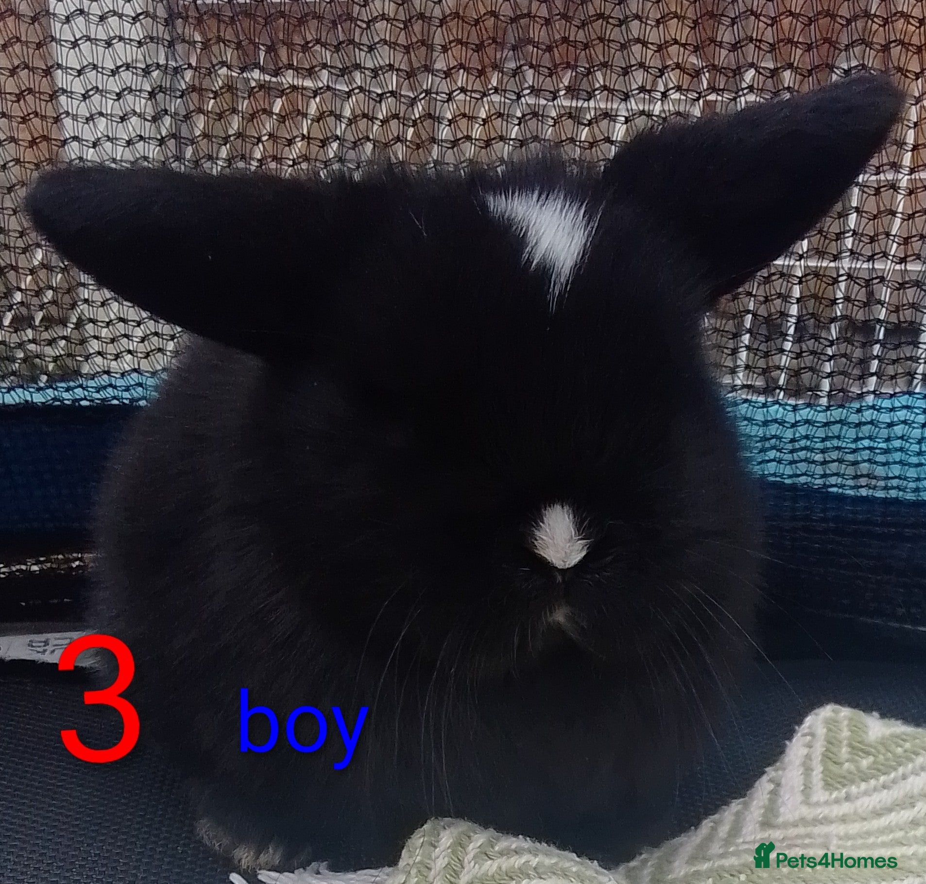 Mini Lop rabbits Last Mini Lop bunny Ready to leave from Wednesday  - Advert 6