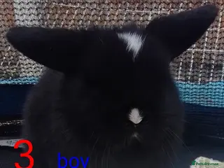 Mini Lop rabbits Last Mini Lop bunny Ready to leave from Wednesday - Advert 2