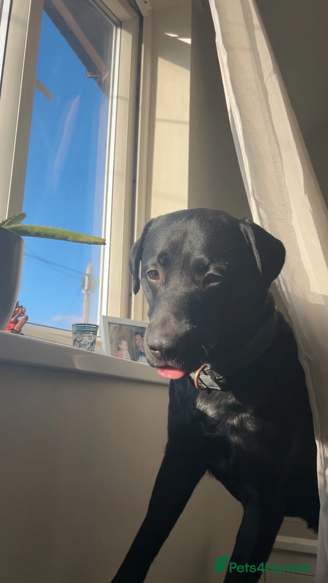 Labrador Retriever dogs for stud: Scooby  - Advert 7