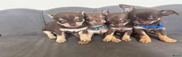 Chihuahua dogs for sale: Stunning KC Reg Chocolate Chihuahuas - Advert 11