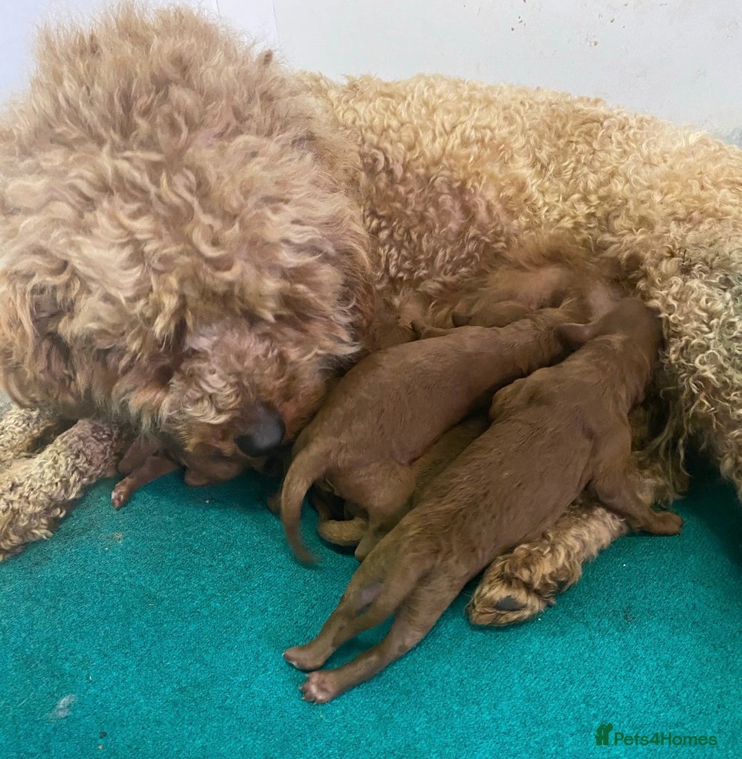 Miniature Poodle dogs for sale: Stunning Miniature Poodles - DNA Health Tested - Image 5