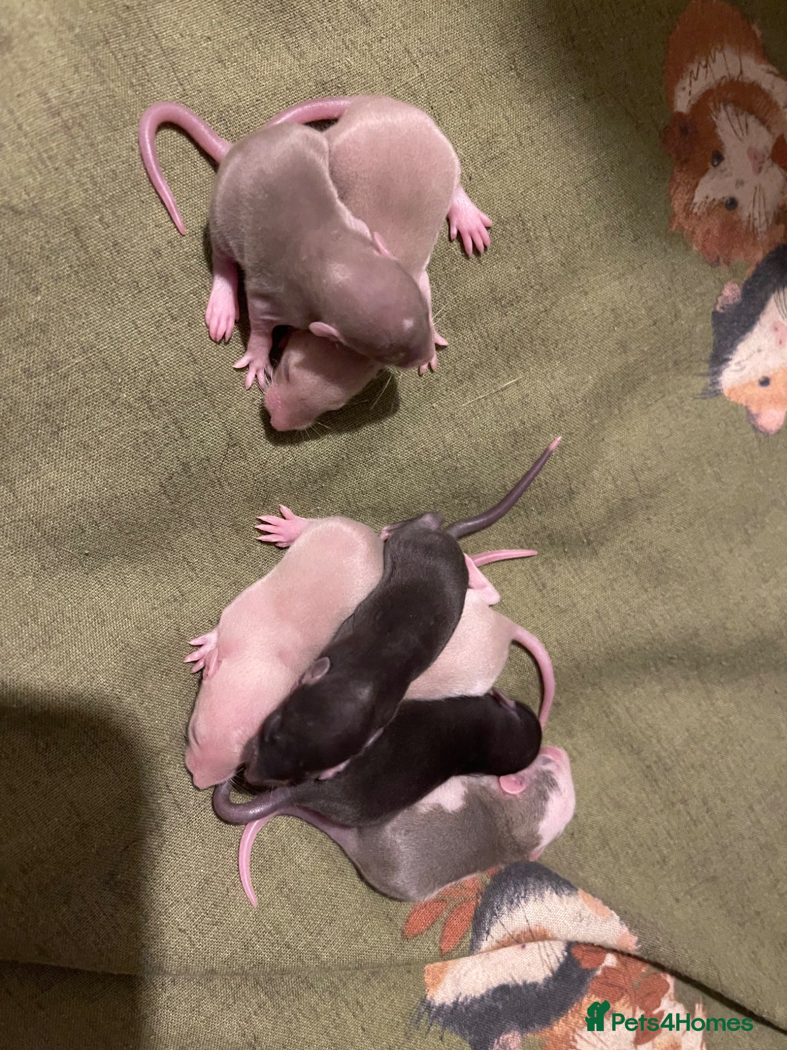 Rat rodents Baby rats looking for 5* forever homes  - Advert 2