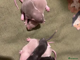 Rat rodents Baby rats looking for 5* forever homes - Advert 5