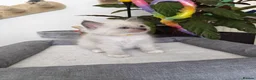 Ragdoll cats for sale: Pure breed ragdoll kittens - Advert 11