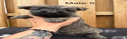 Cairn Terrier dogs for sale: beautiful health tested cairn terriers - Advert 24