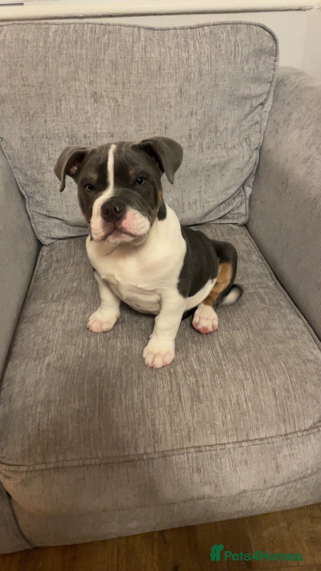 Mixed Breed dogs for sale: Beautiful 6-Month-Old Puppy – Ghost - Advert 1