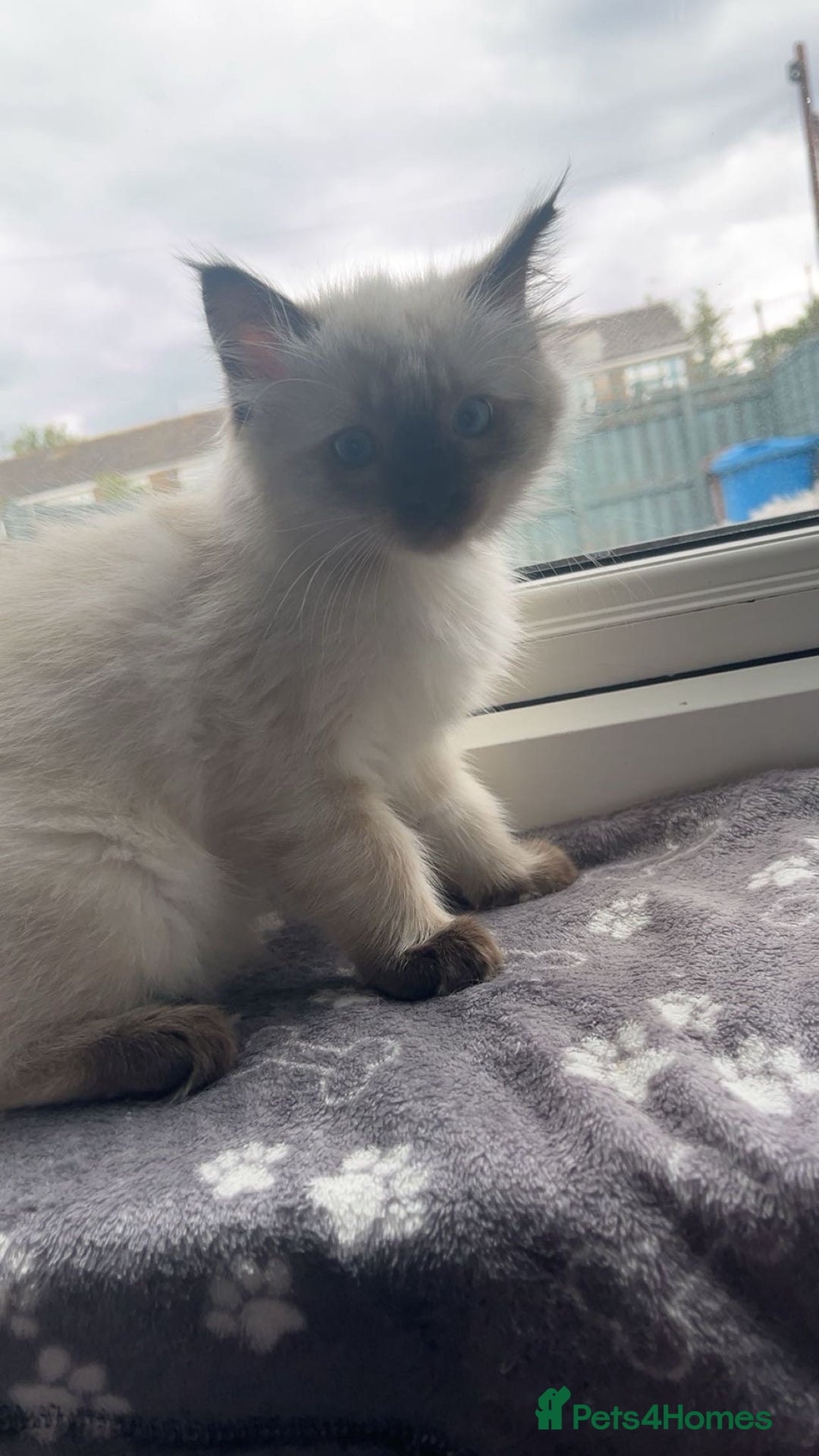 Ragdoll cats for sale: 4 kittens looking for a new home. - Image 4