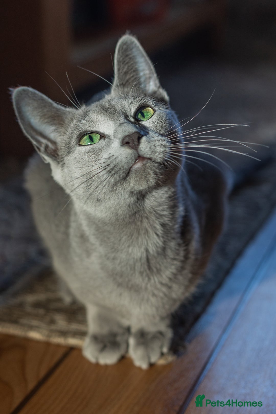 Russian Blue cats for sale: ✨ Exceptional TICA  Russian Blue Kittens Available - Advert 12