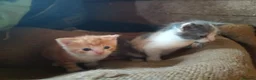 European cats for sale: Two farm cats ready to go - Advert 4
