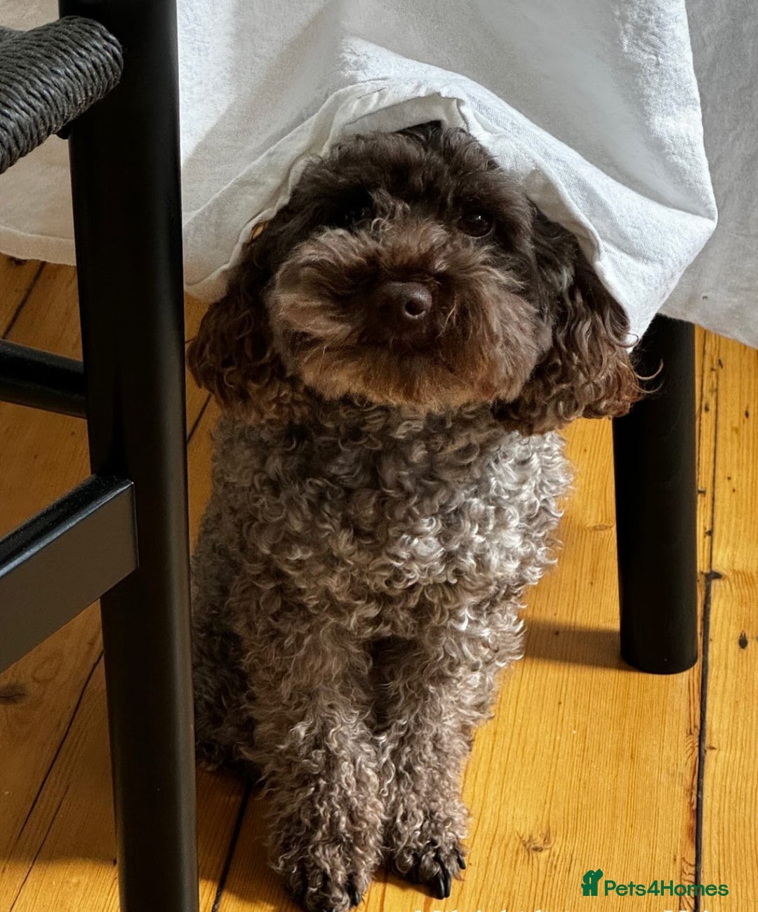 Toy Poodle dogs for sale: 3 adorable toy poodles. Multicoloured, check des. - Advert 2