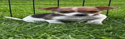 Jack Russell dogs for sale: Jack russel puppies - Advert 7
