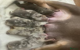 English Bulldog dogs for sale: English Bulldogs  - Image 10