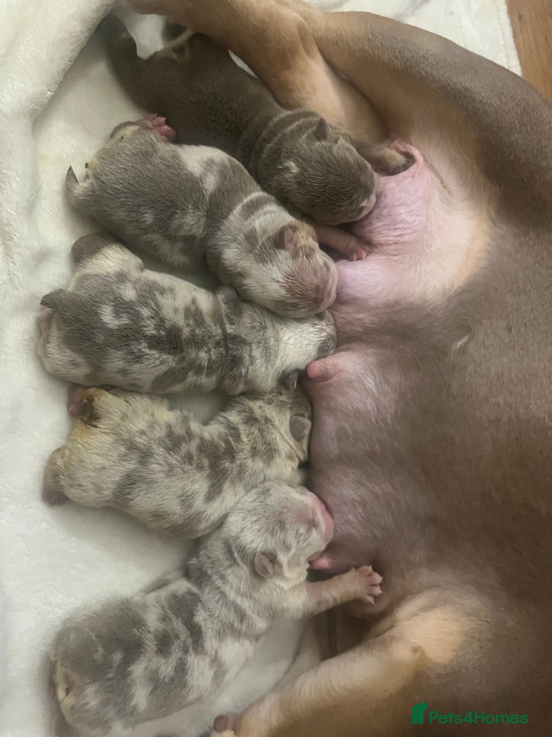 English Bulldog dogs for sale: English Bulldogs  - Image 10