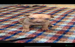 Mixed Breed dogs for sale: Beautiful Border collie/kelpie X staff cross pups - Image 27