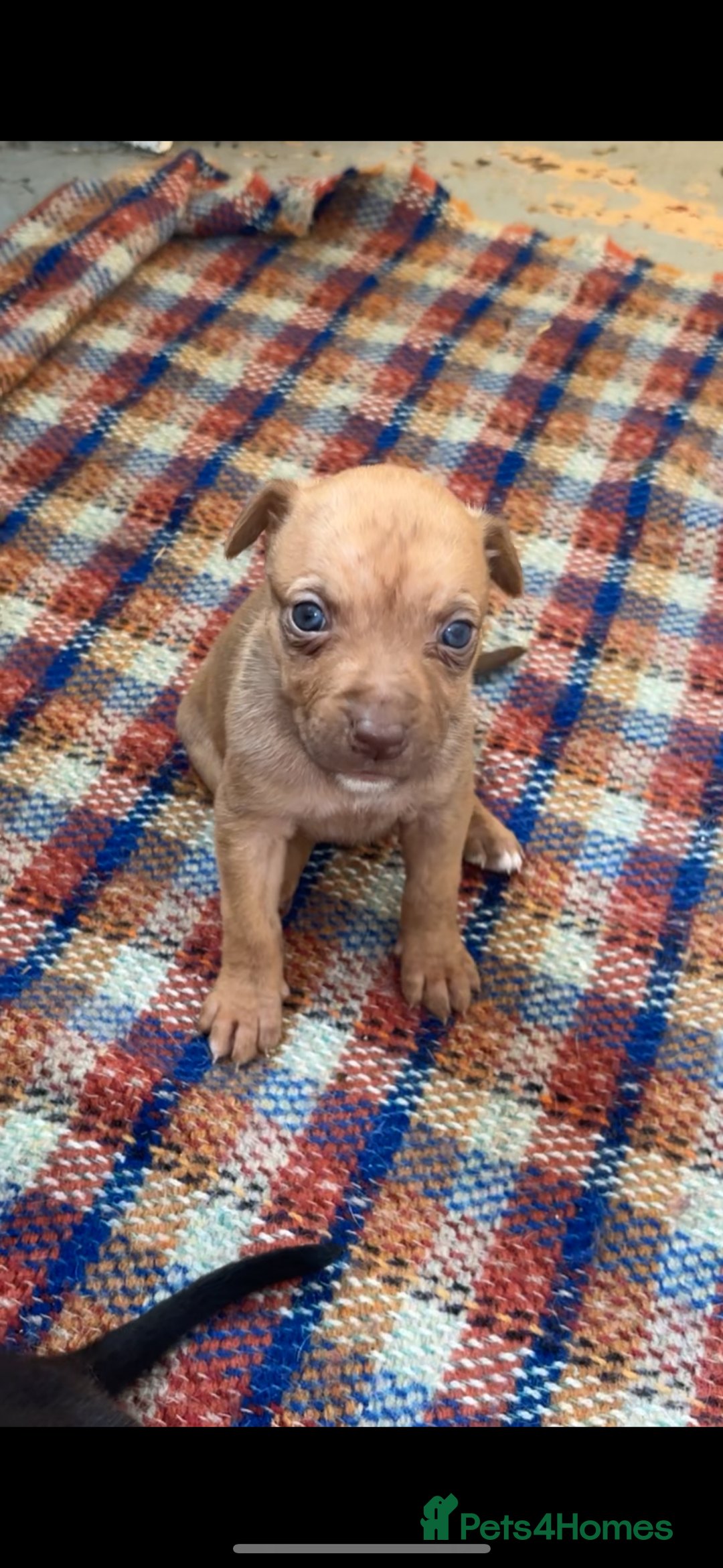 Mixed Breed dogs for sale: Beautiful Border collie/kelpie X staff cross pups - Image 27