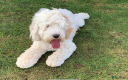 Cavapoo dogs for sale: Miniature Australian Cavadoodles - Image 8