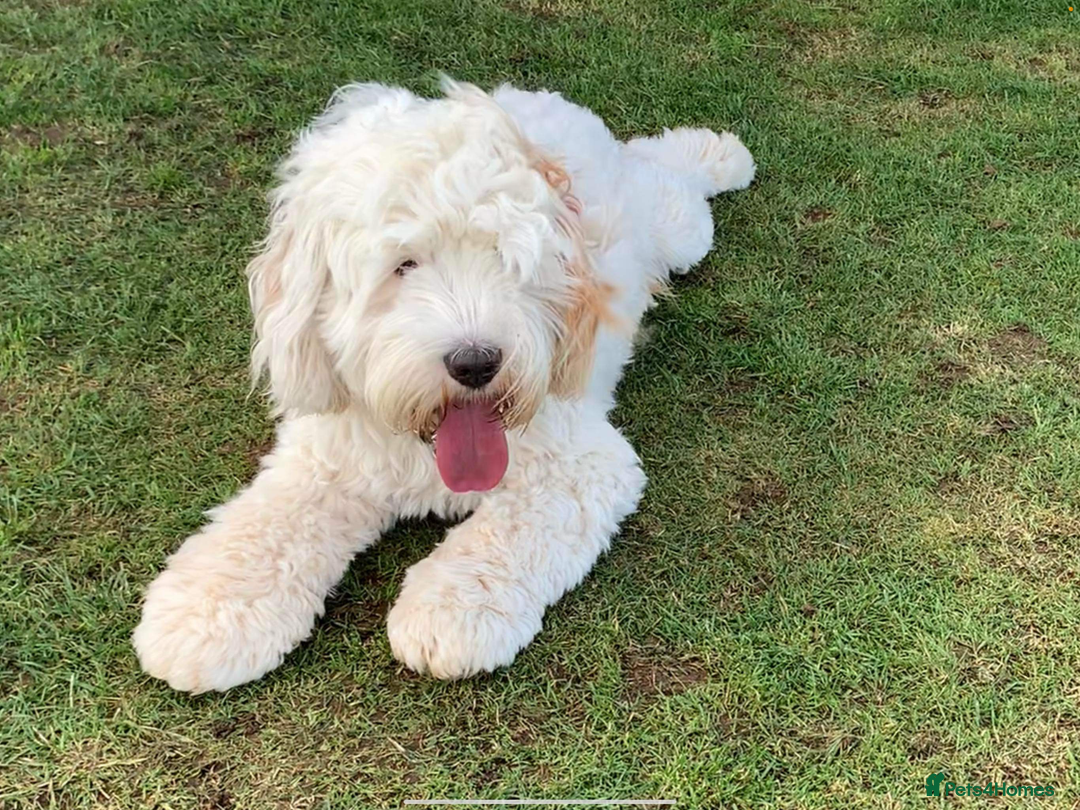 Cavapoo dogs for sale: Miniature Australian Cavadoodles - Image 8