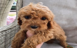 Cavapoo dogs for sale: Cavapoobabiesuk litter has arrived - Image 16