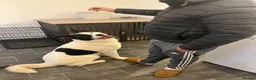 Akita dogs for sale: Kaizer - Advert 2