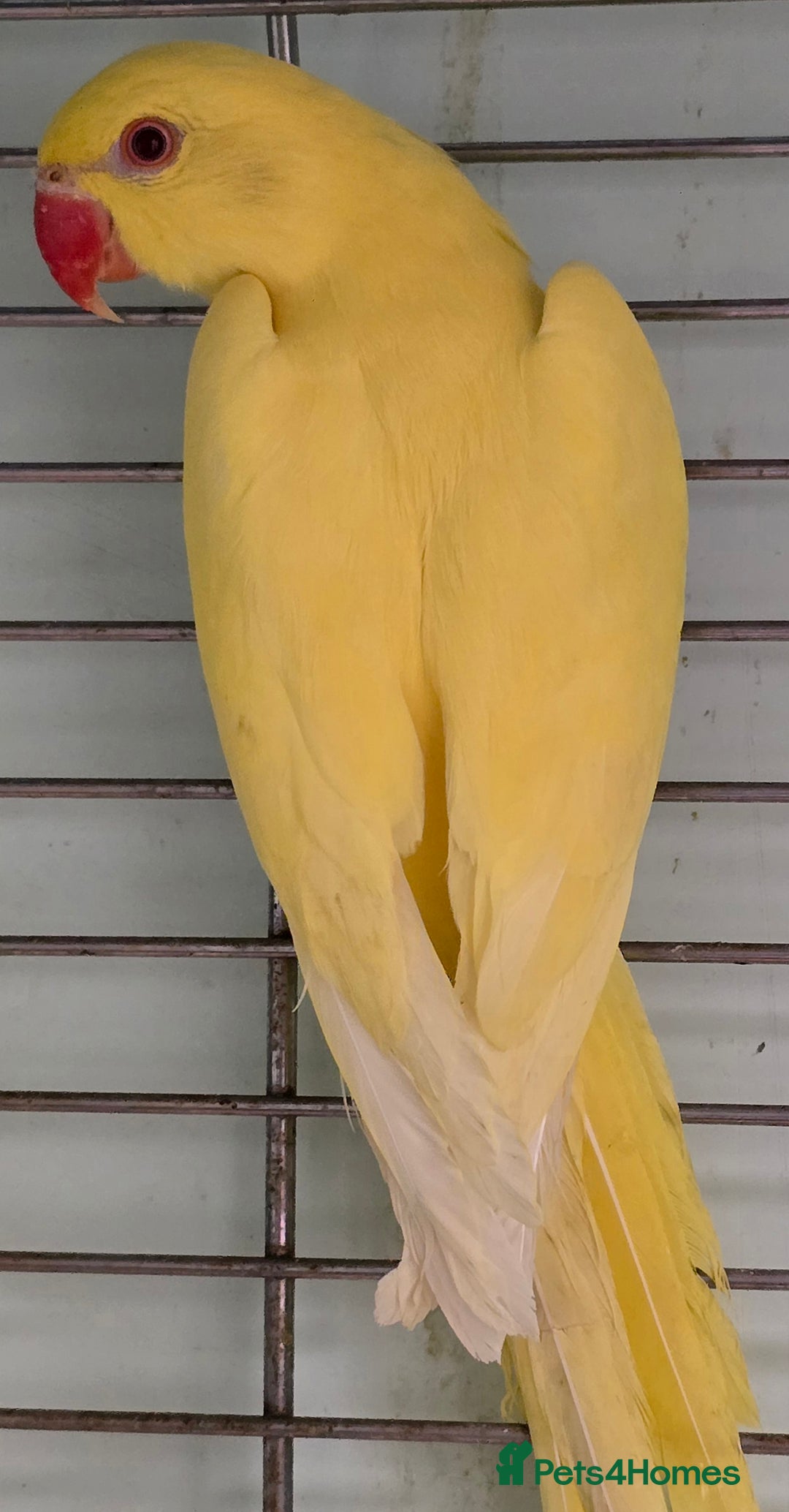 Ringnecks birds for sale: Cheeky Ringnecks, Alexandrine & Rock Pebblar!!! - Advert 2