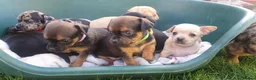 Mixed Breed dogs for sale: Beautiful Puppies  in Martock - Advert 21