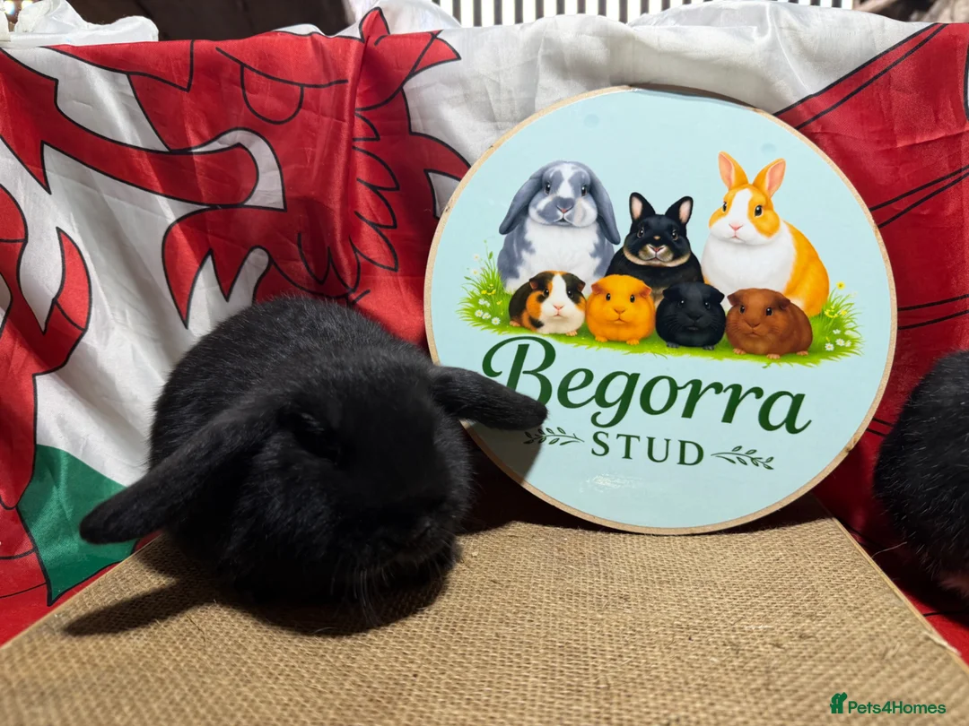 Mini Lop rabbits for sale: Gorgeous Pure bred Mini lops - Advert 2