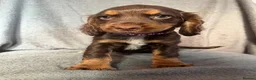 Cocker Spaniel dogs for sale: Cocker spaniel puppies  - Advert 15