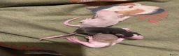 Rat rodents for sale: Beautiful baby rats for 5* homes only  - Advert 9