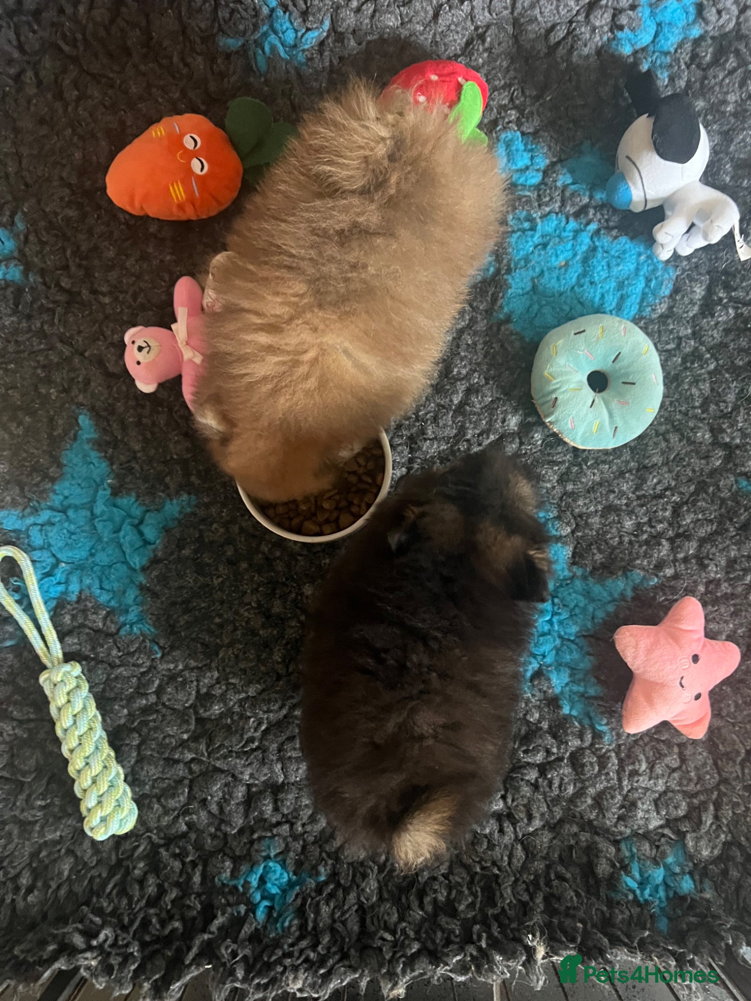 Pomeranian dogs for sale: Pomeranian Puppies Black & Tan Chocolate Sable - Advert 17
