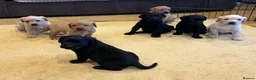 Labrador Retriever dogs for sale: Labrador Puppies  - Advert 3
