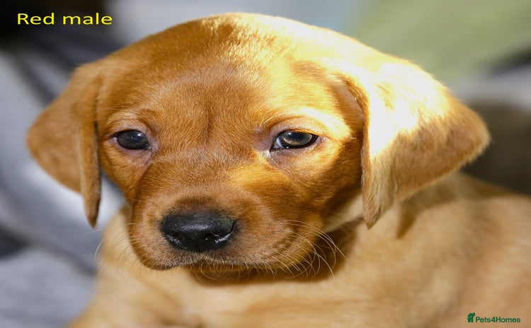 Labrador Retriever dogs - Advert 3
