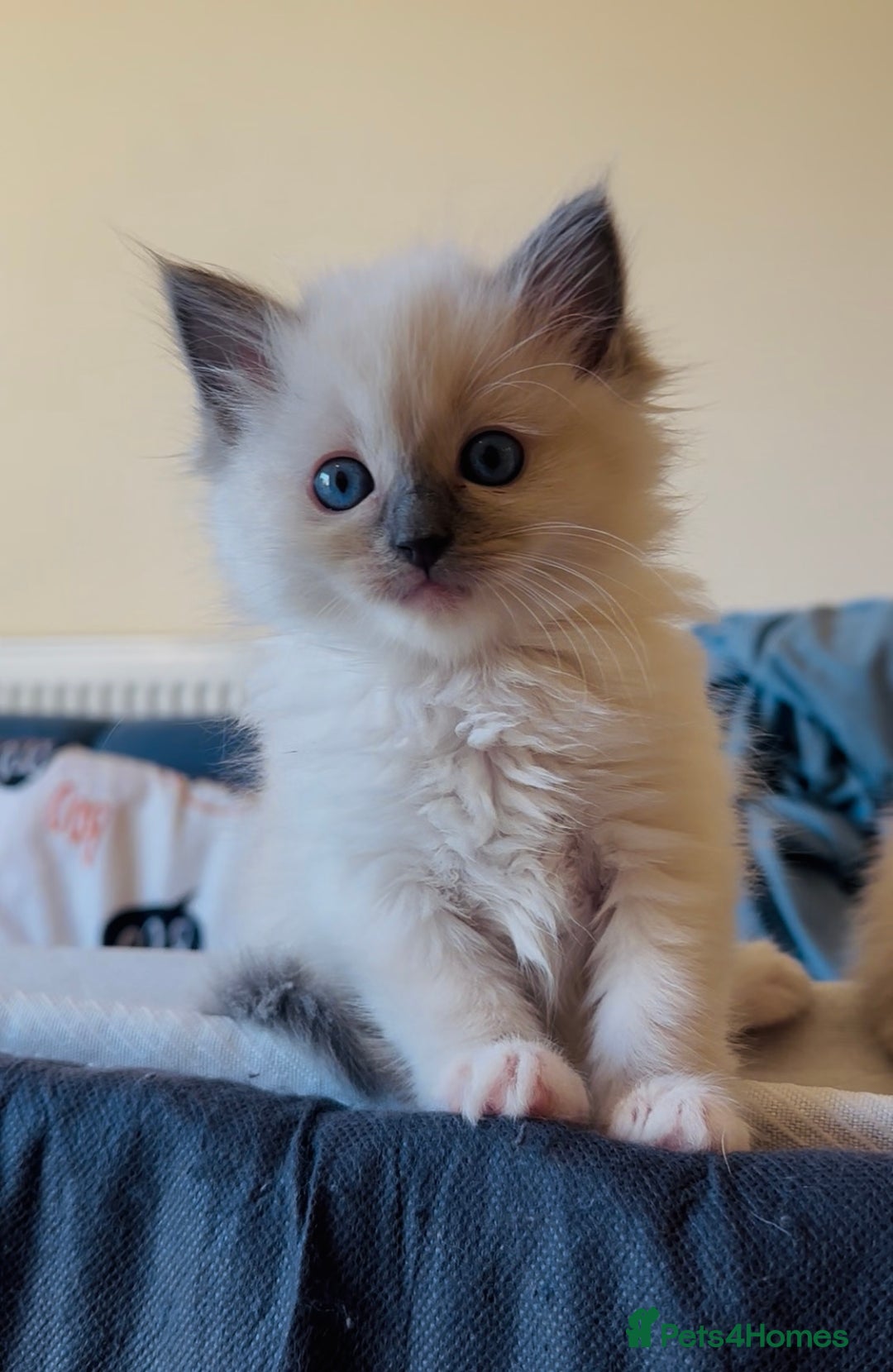 Ragdoll cats for sale: READY SOON!! PUREBRED RAGDOLL KITTENS - Image 1
