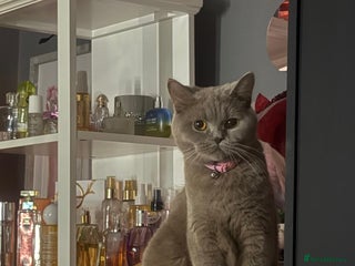 British Shorthair cats British Shorthair/Ragdoll - Advert 1