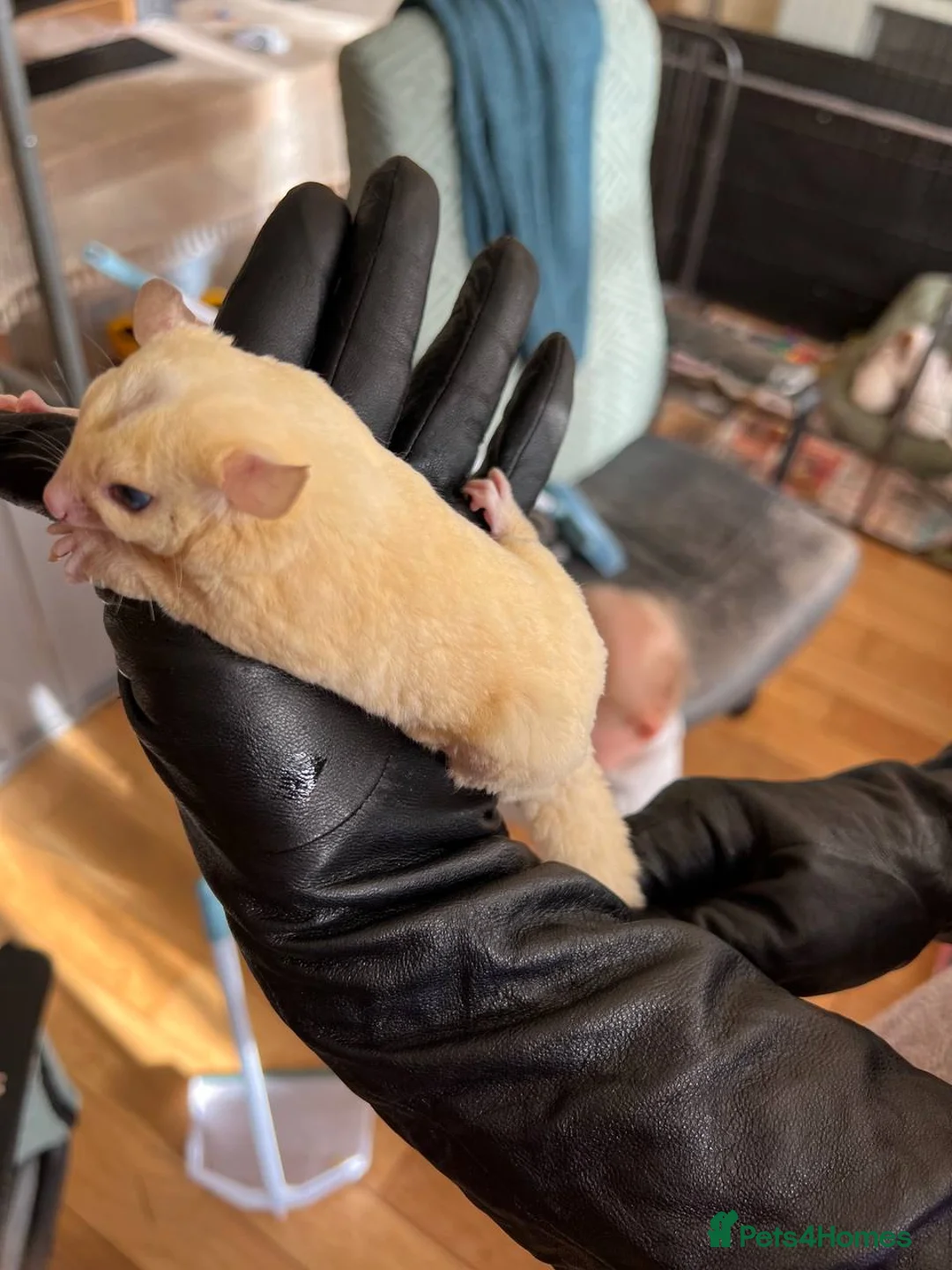 Sugar Glider rodents for sale: ✨ EXCEPTIONAL SUGAR GLIDER CLAN  - Advert 23