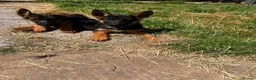 German Shepherd dogs for sale: German Shepard puppies ⭐️ready to be rehomed ⭐️ - Advert 8