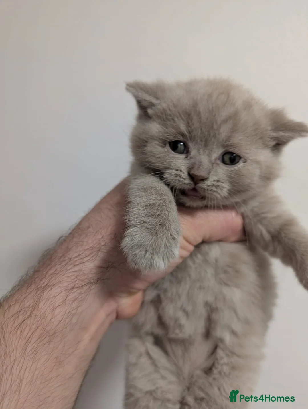 British Shorthair cats for sale: Pure British short hair kittens - Advert 2