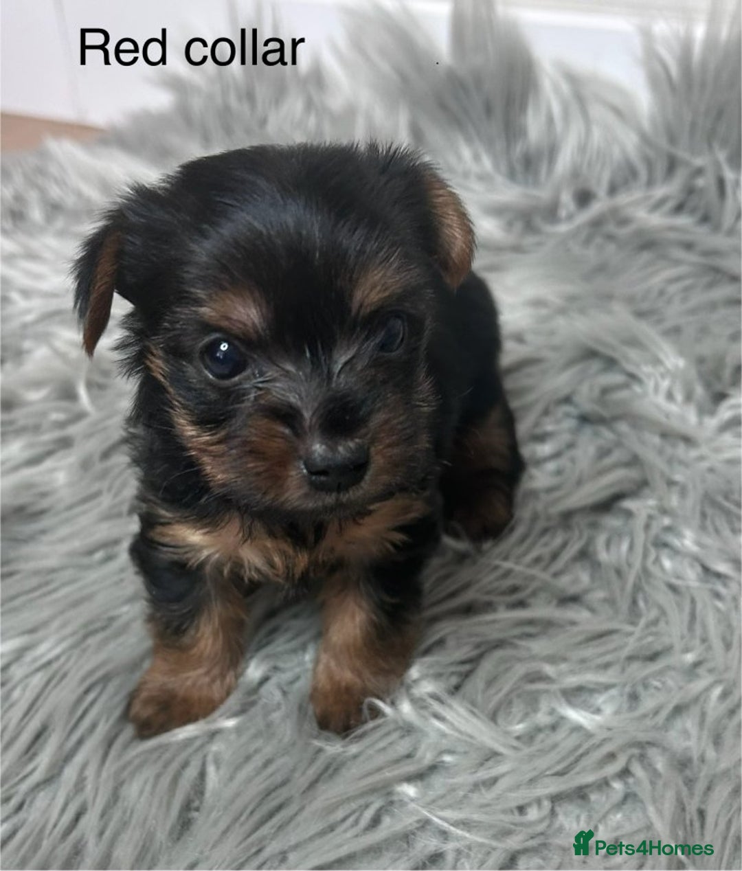 Yorkshire Terrier dogs for sale: Cute Yorkshire Terrier Puppy - Playful & Sweet - Image 3