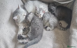 Scottish Fold cats for sale: Scottish Fold Kittens  - Image 7
