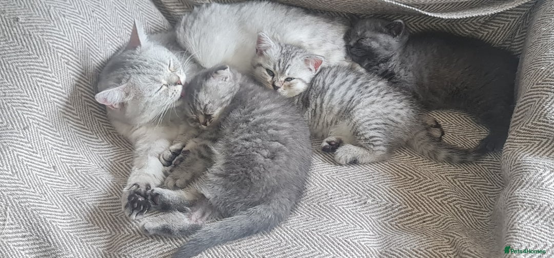 Scottish Fold cats for sale: Scottish Fold Kittens  - Image 7